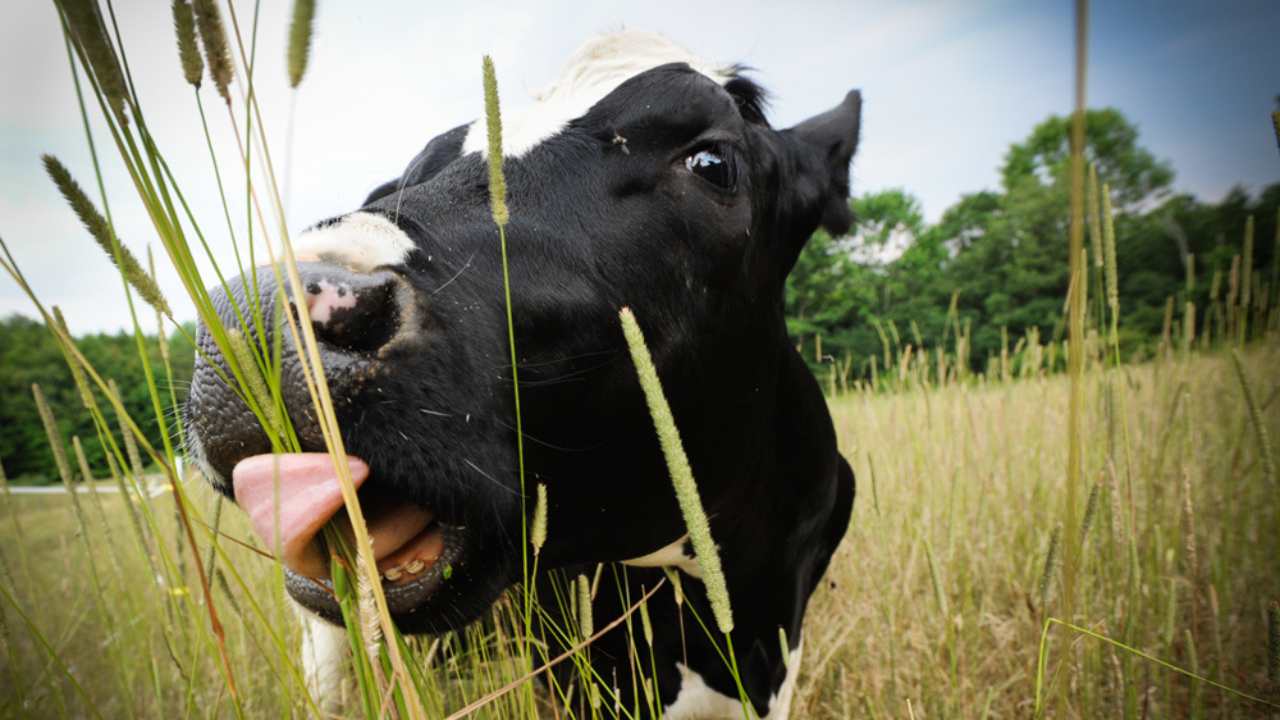 a closeup of a cow in a field